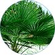 Extract de Saw Palmetto
